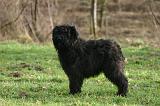BOUVIER DES FLANDRES 428
